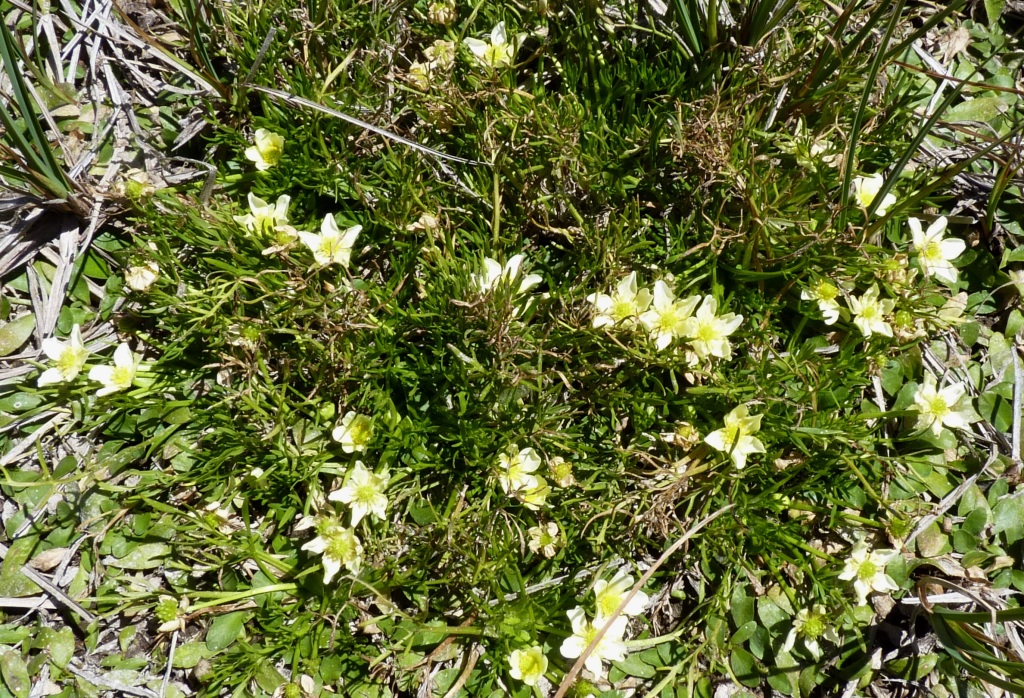 Ranunculus millanii (hero image)