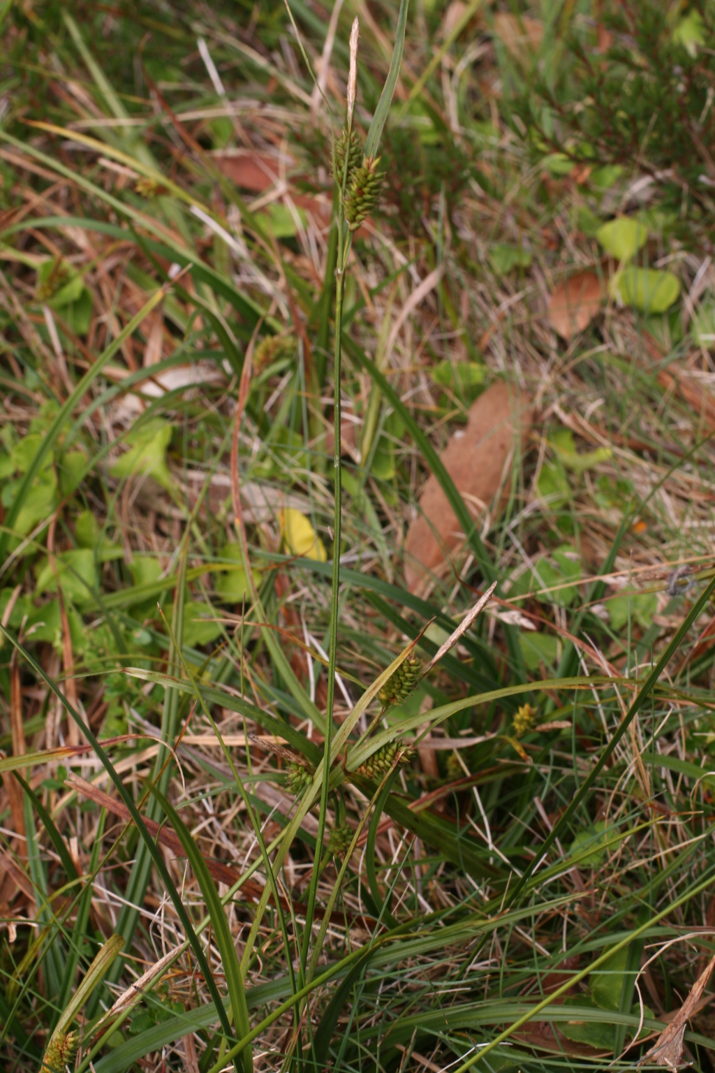 Carex blakei (hero image)