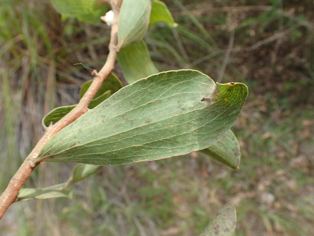 Hakea elliptica (hero image)
