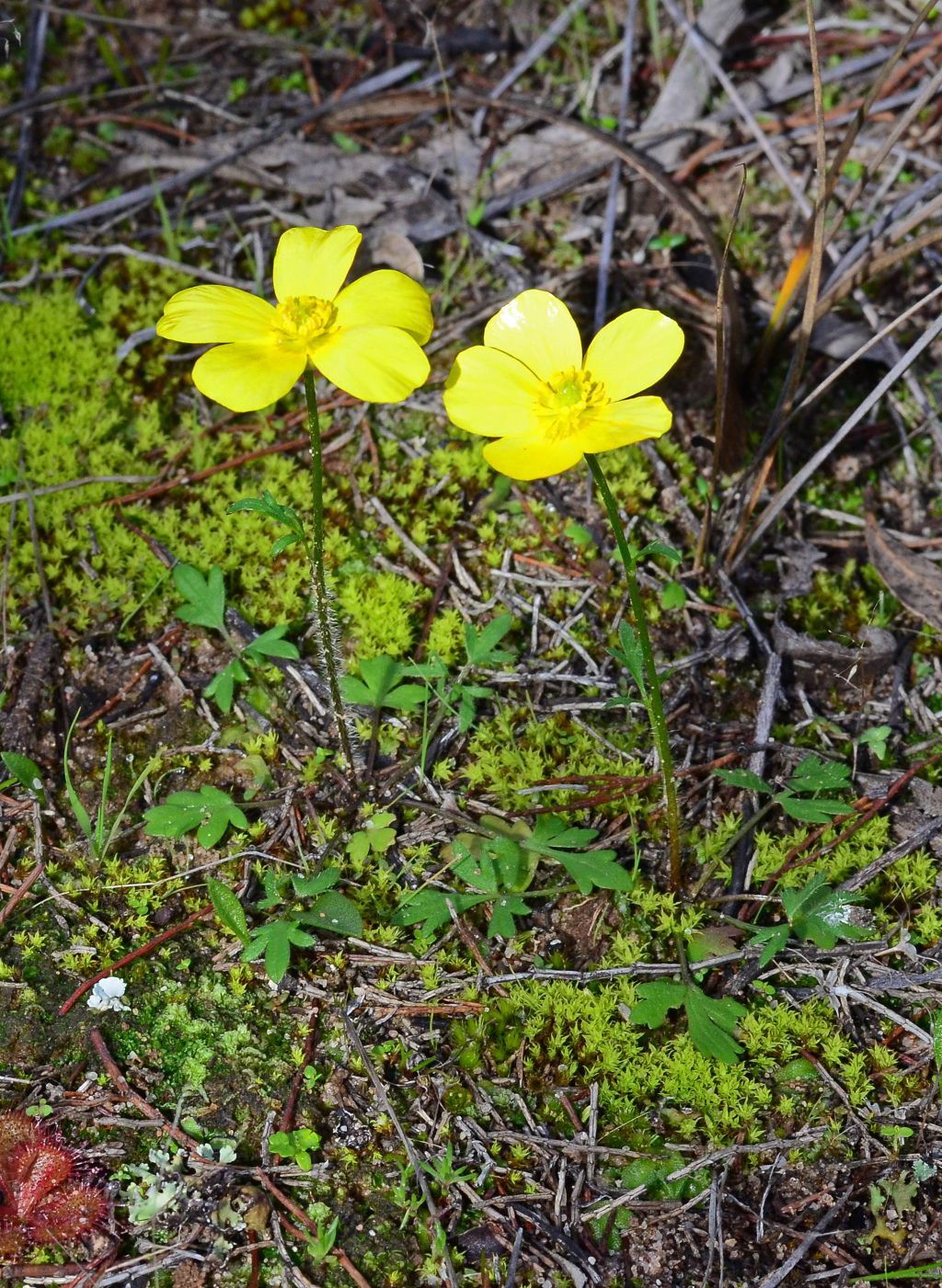 Ranunculus pachycarpus (hero image)