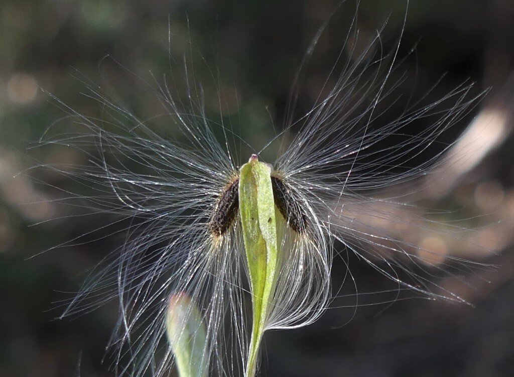 Comesperma volubile (hero image)