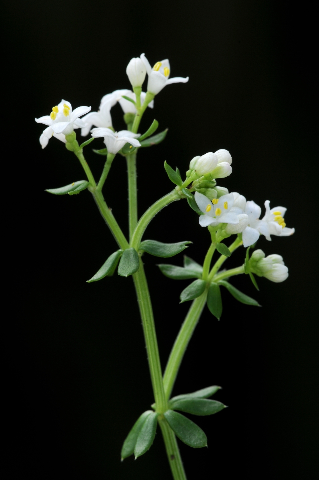 Asperula (hero image)