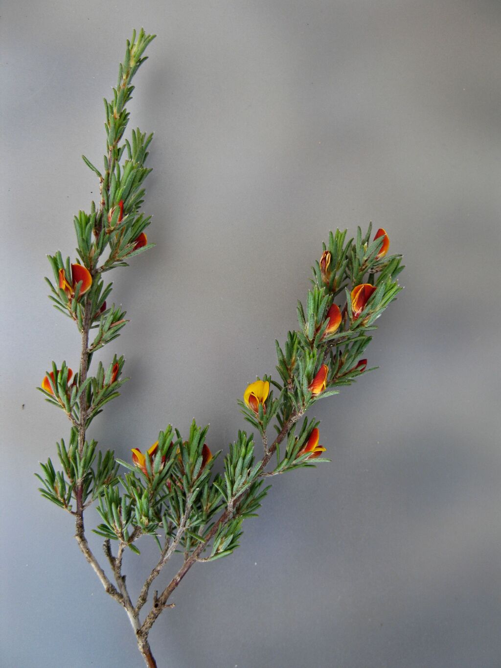 Pultenaea tenuifolia (hero image)