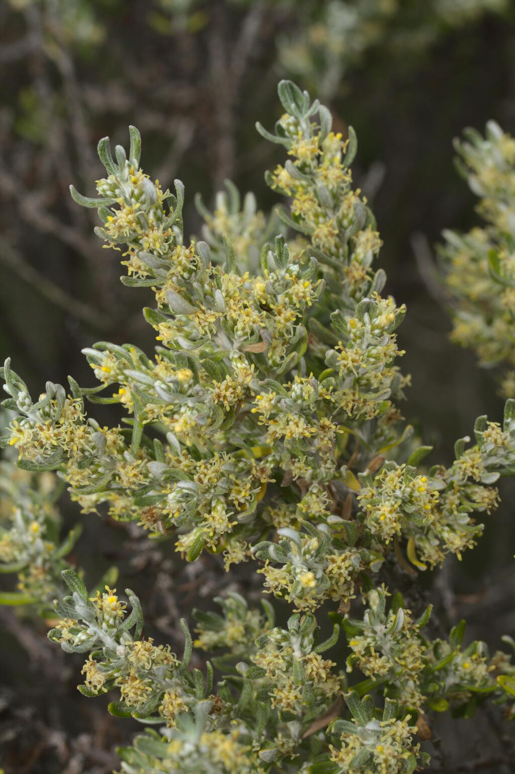 Olearia axillaris (hero image)