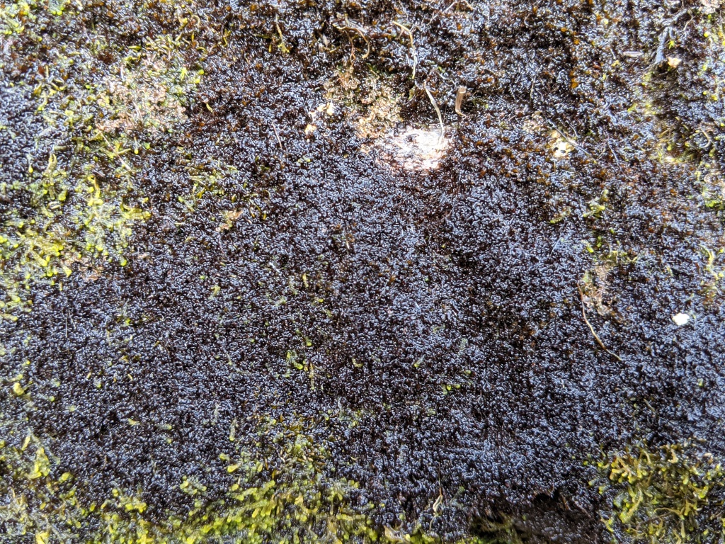 Gymnomitriaceae (hero image)
