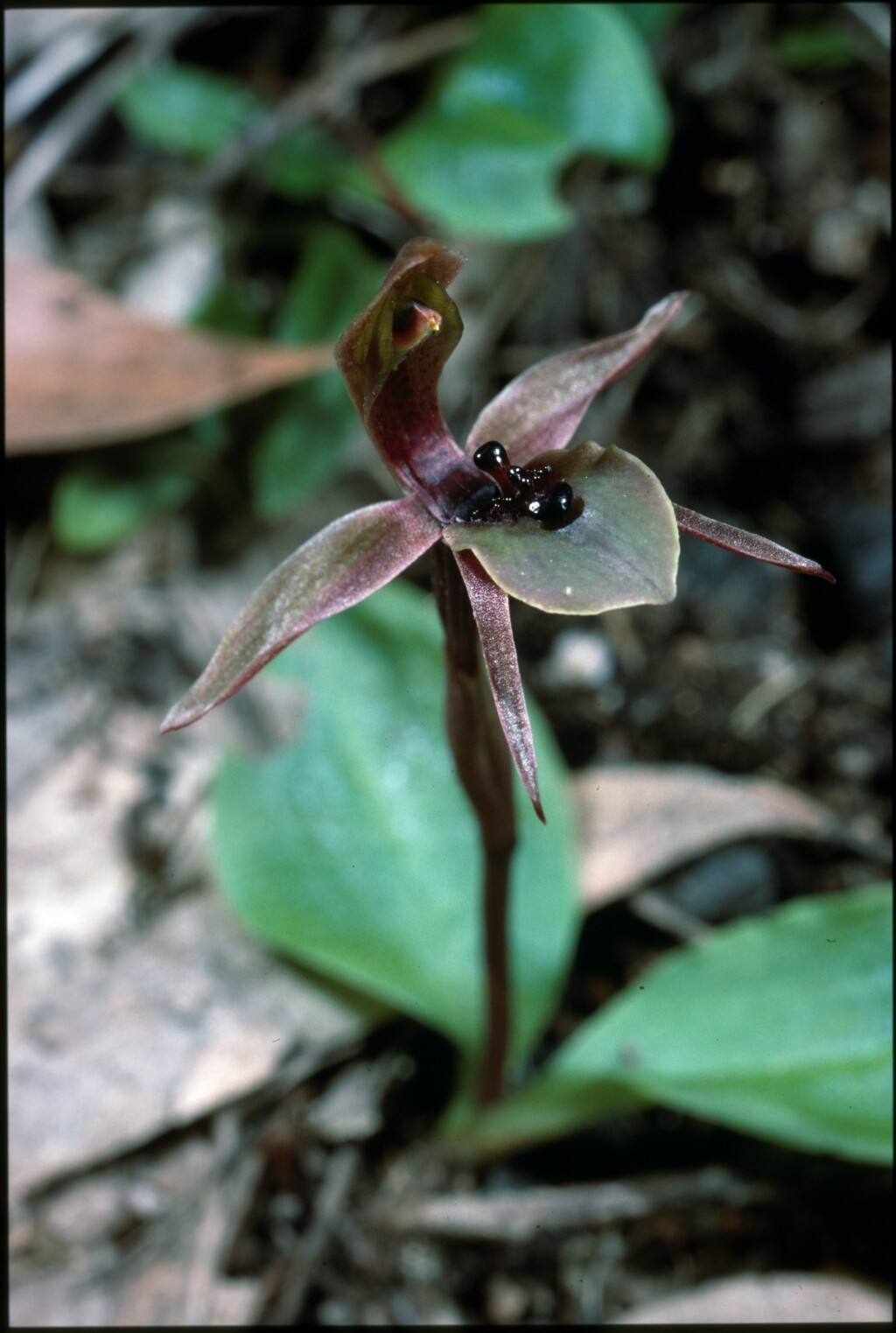 Chiloglottis (hero image)