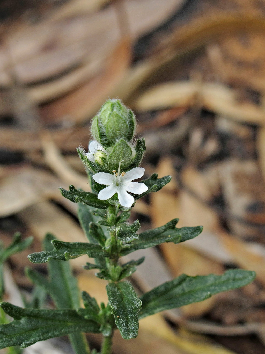 Teucrium sessiliflorum (hero image)