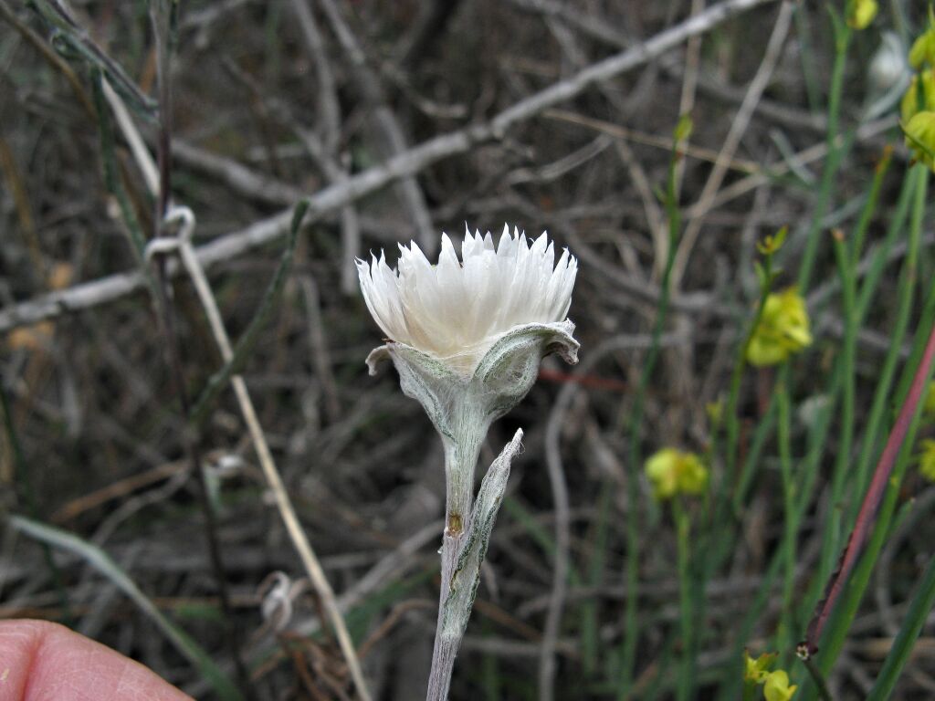 Helichrysum leucopsideum (hero image)