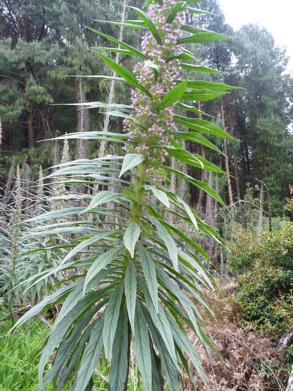 Echium (hero image)