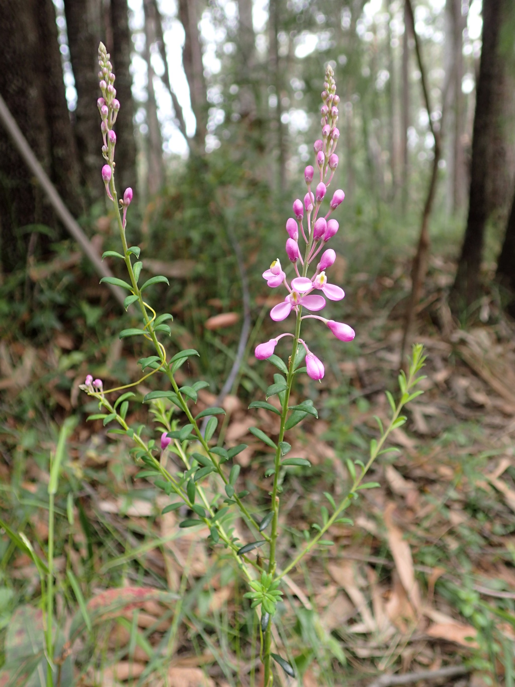 Comesperma ericinum (hero image)