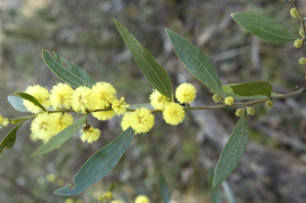 Acacia leprosa var. crassipoda (hero image)