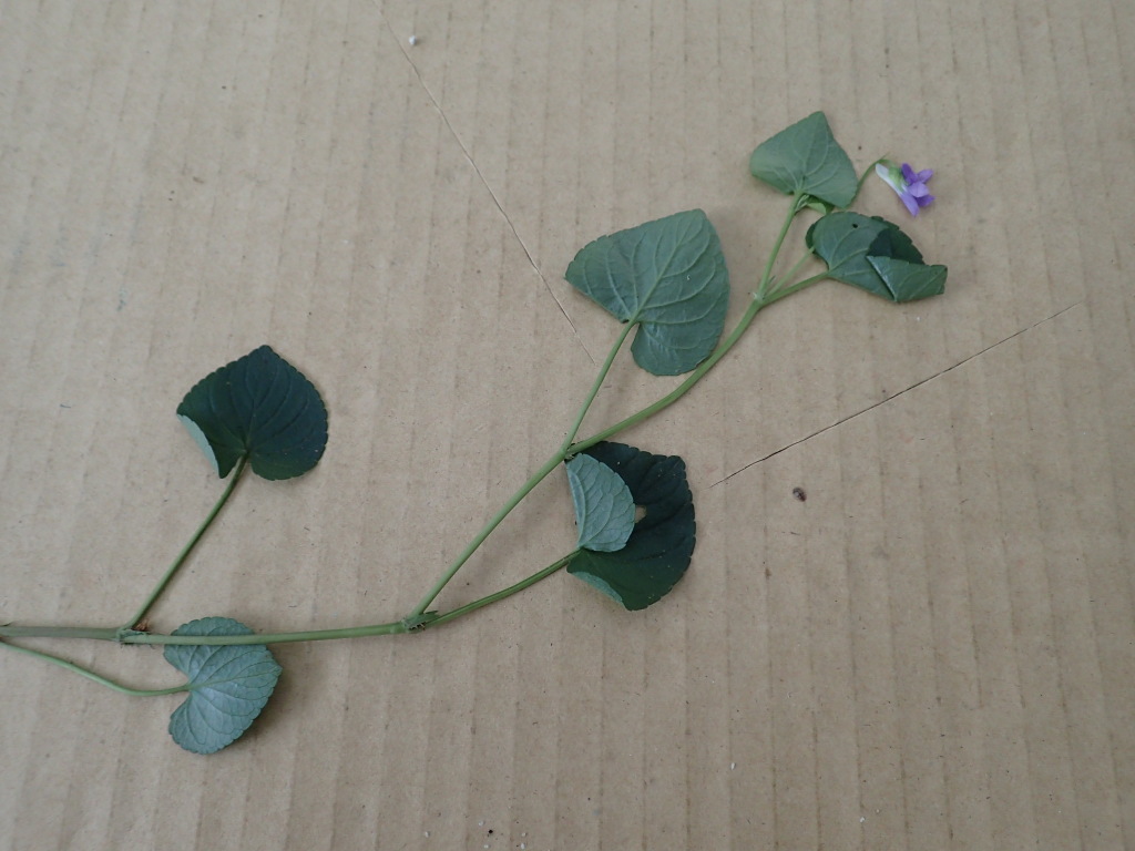 Viola riviniana (hero image)