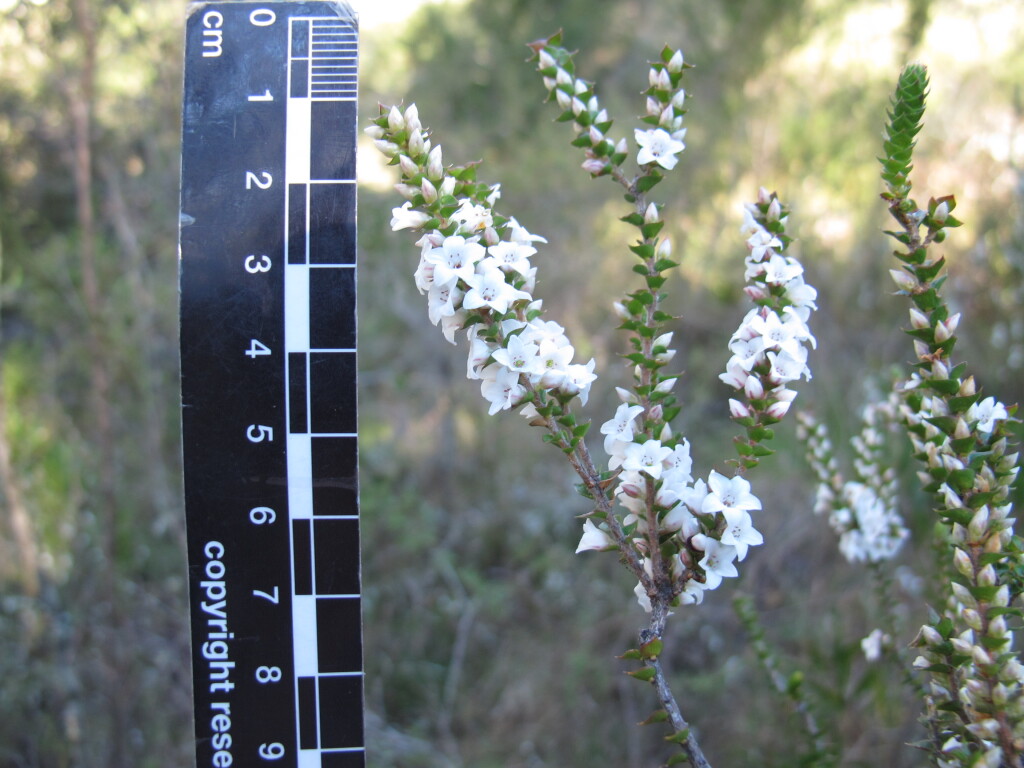 Epacris gunnii (hero image)