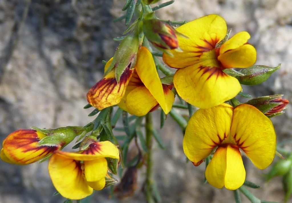 Eutaxia microphylla (hero image)