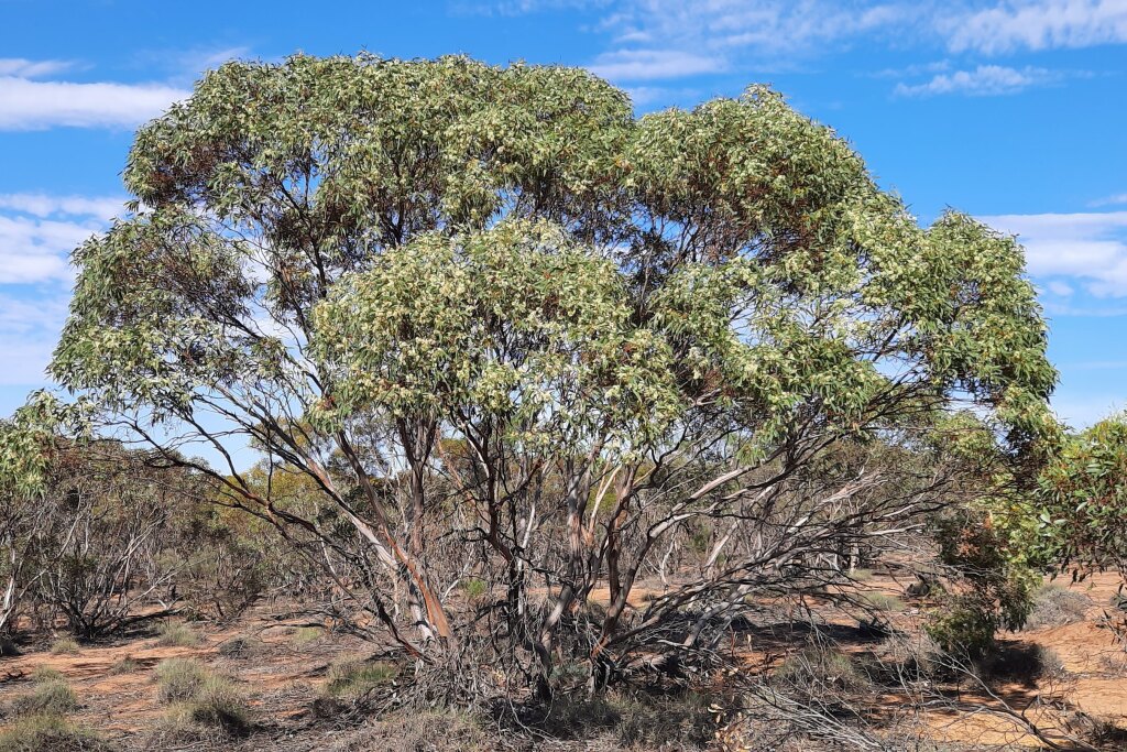 Eucalyptus socialis (hero image)