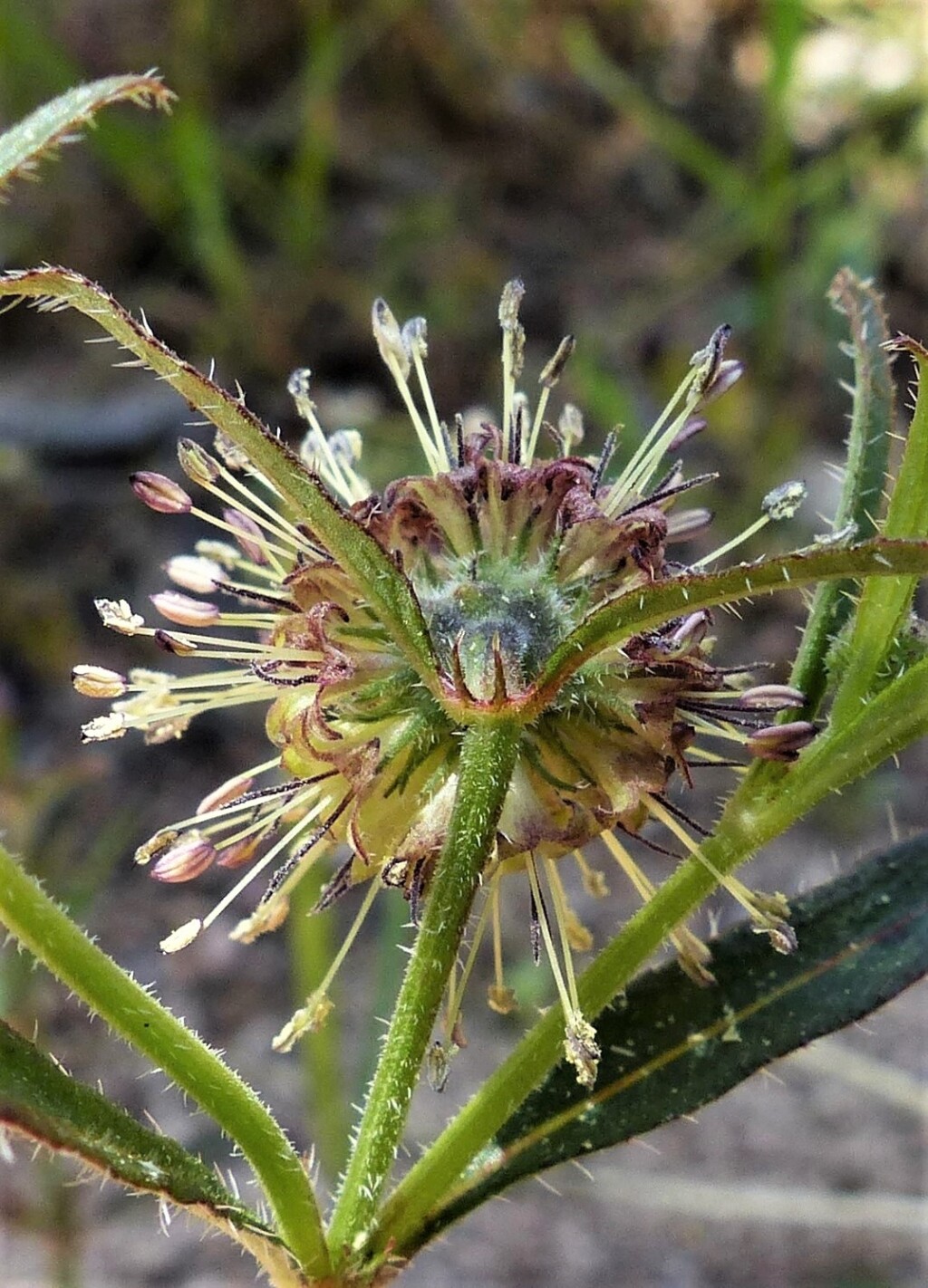 Opercularia varia (hero image)