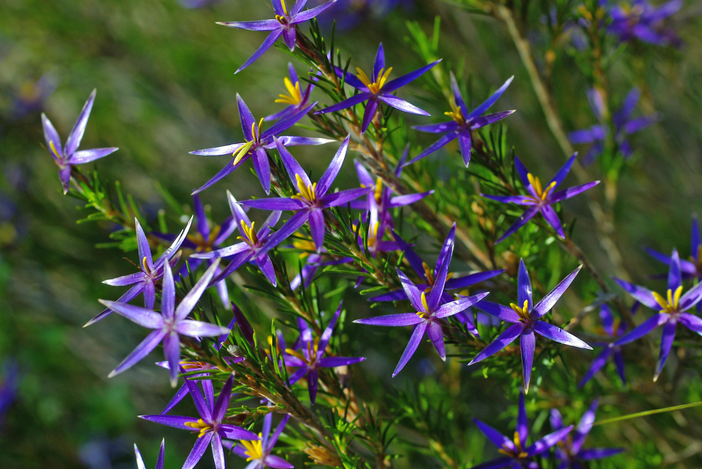 Dasypogonaceae (hero image)