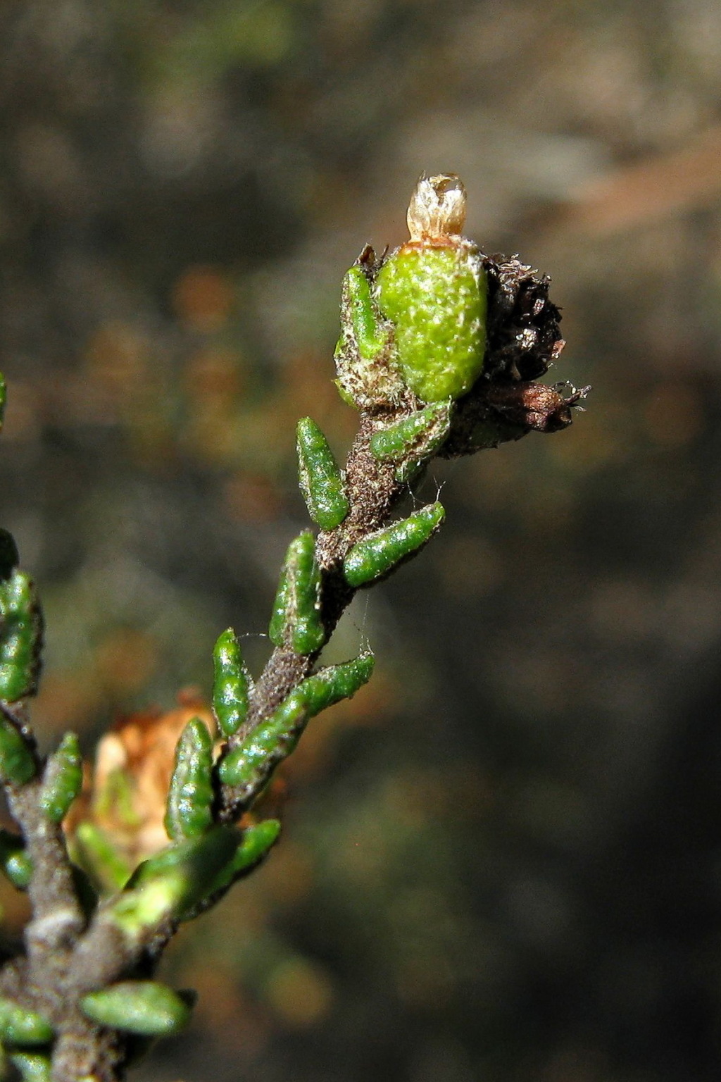 Microcybe multiflora (hero image)