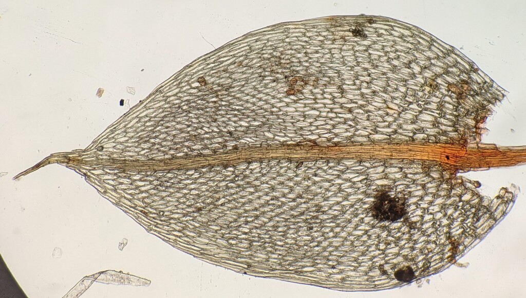 Ptychostomum altisetum (hero image)