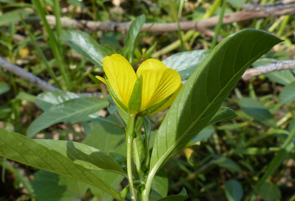 Ludwigia peploides (hero image)