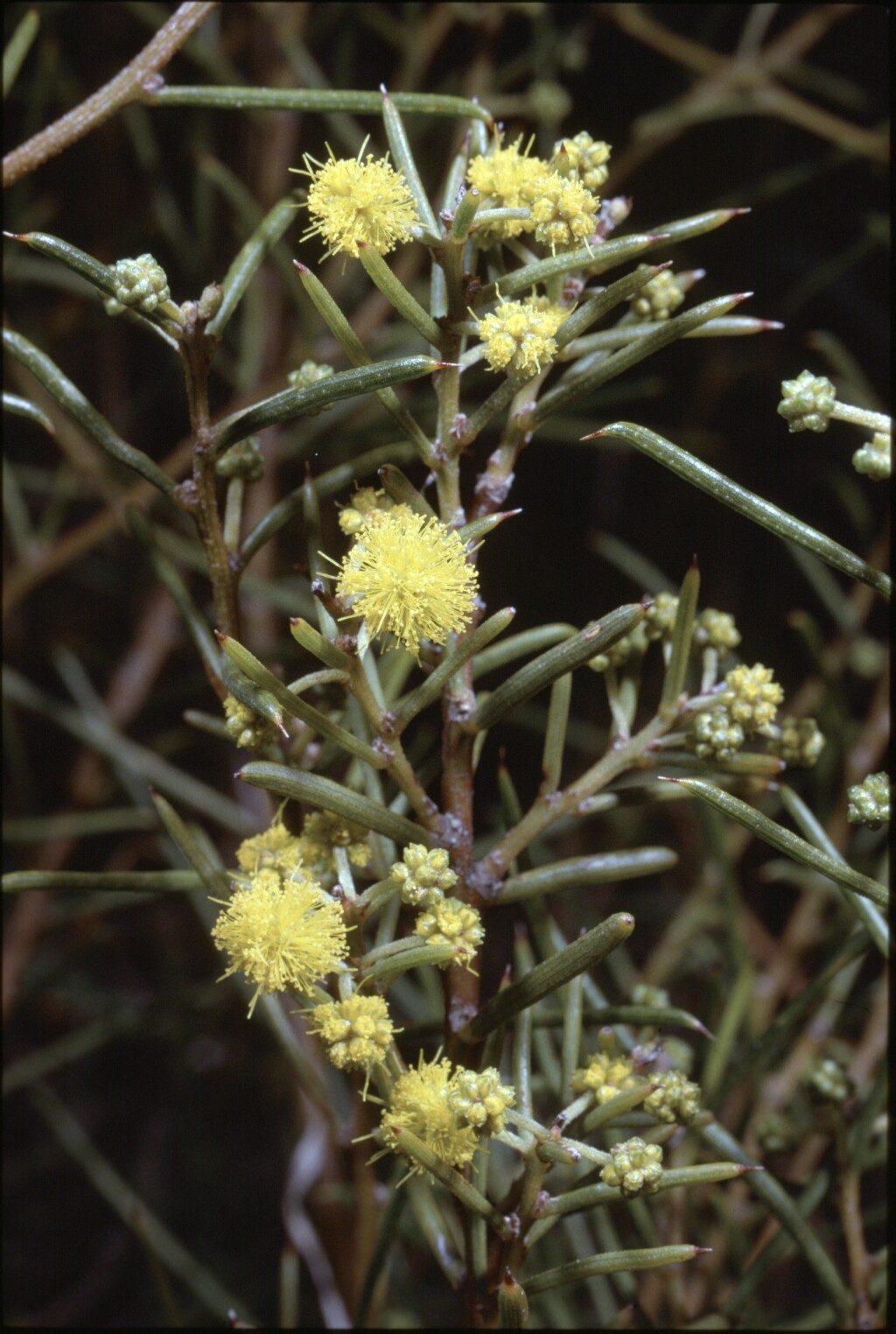 Acacia enterocarpa (hero image)