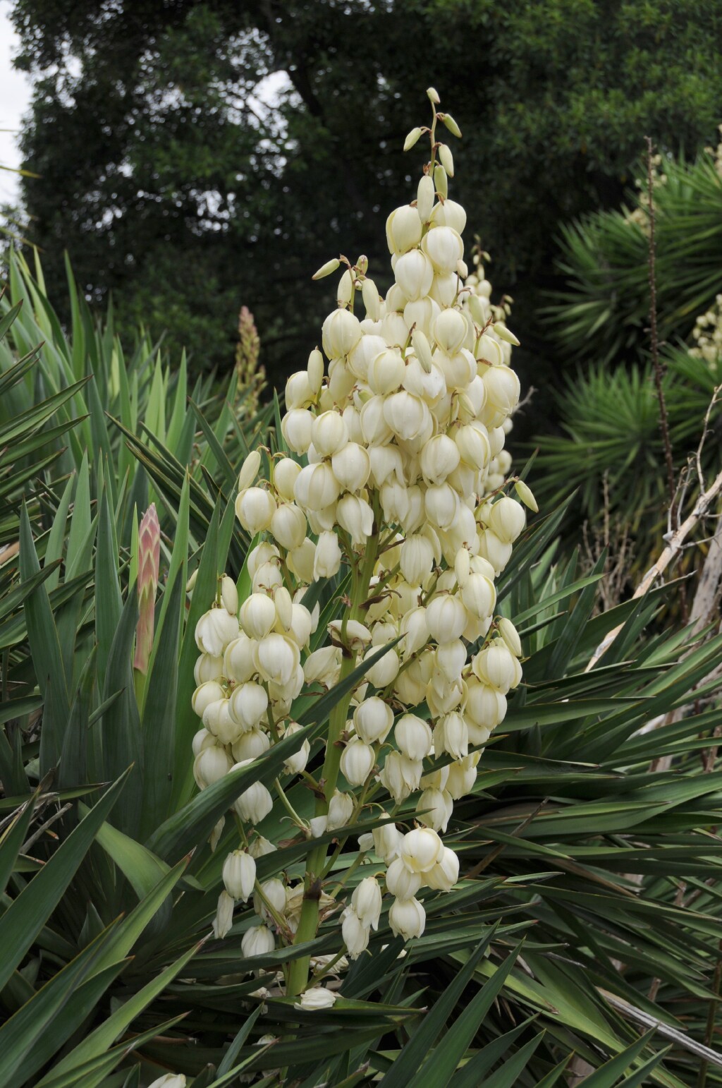 Yucca gloriosa (hero image)