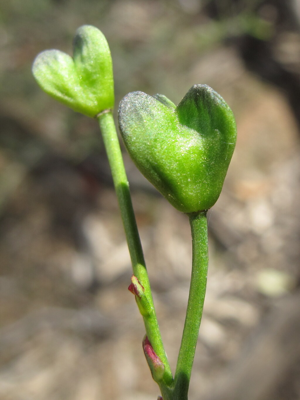 Chamaescilla corymbosa (hero image)