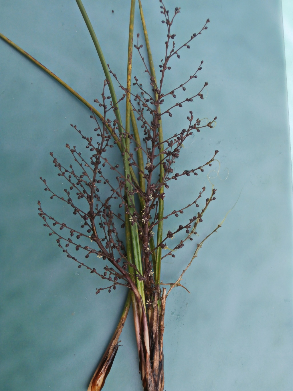 Lomandra micrantha subsp. tuberculata (hero image)