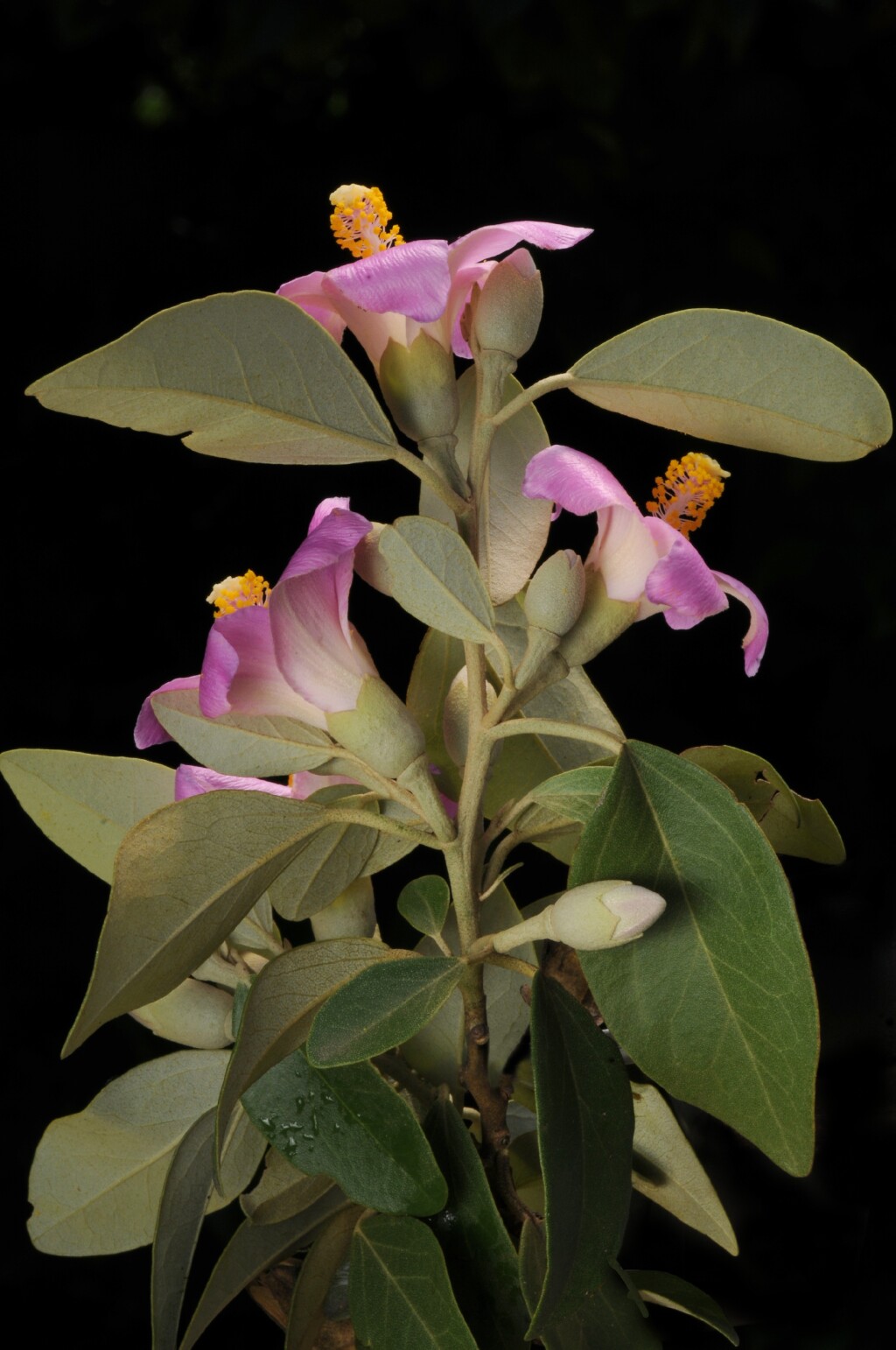 Lagunaria patersonia (hero image)