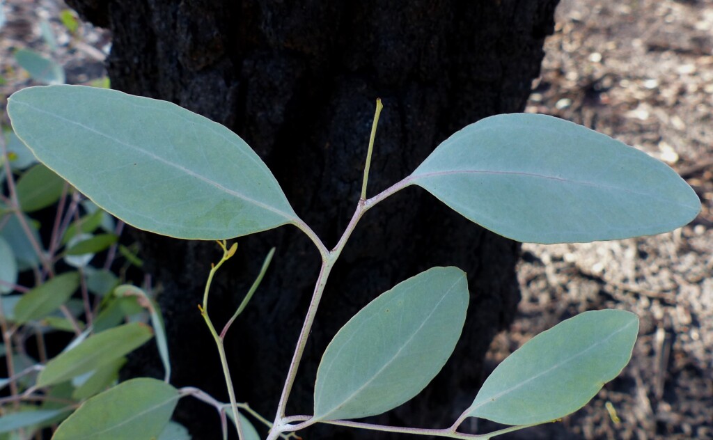 Eucalyptus sideroxylon (hero image)