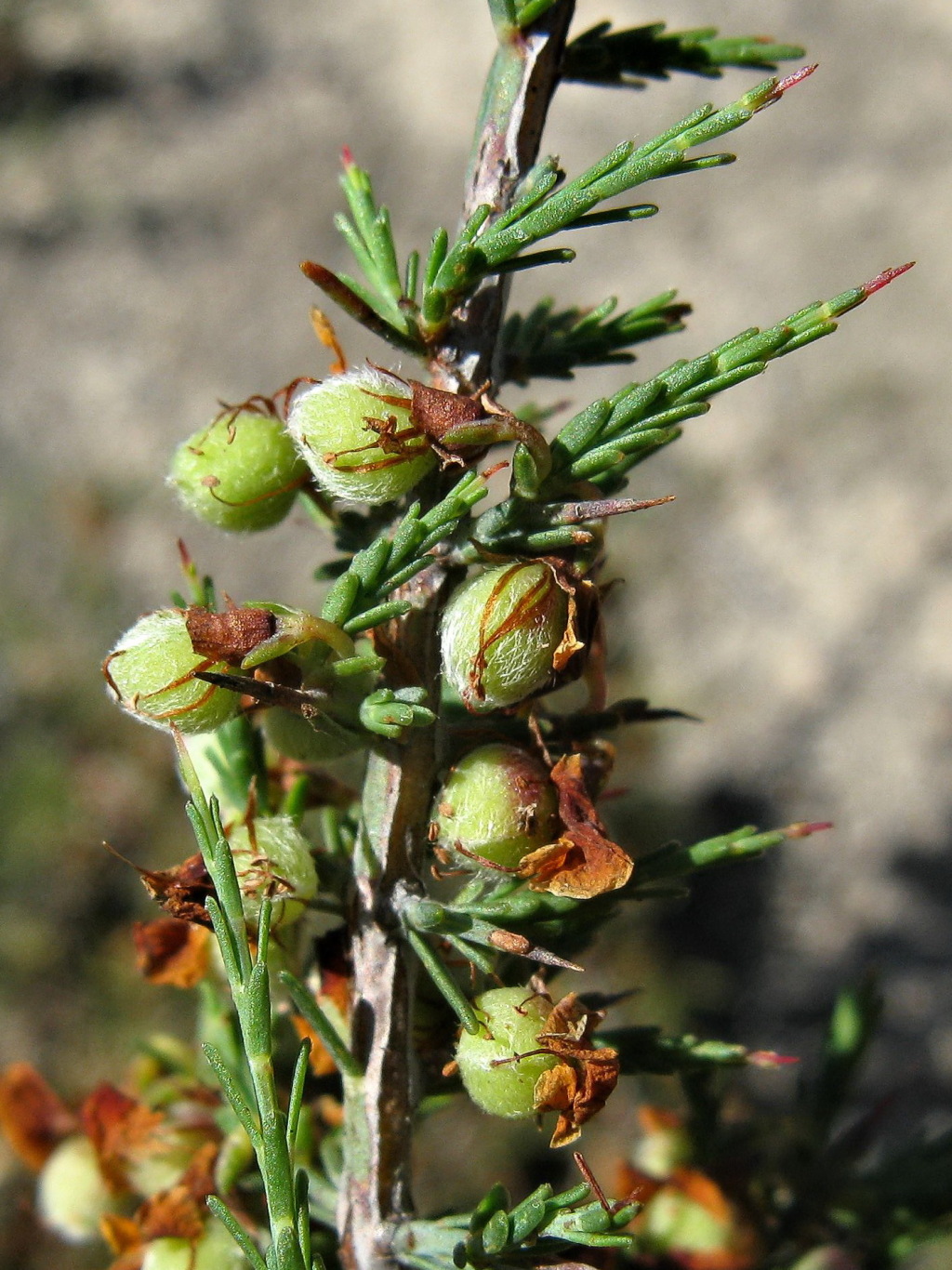 Eutaxia microphylla var. microphylla (hero image)