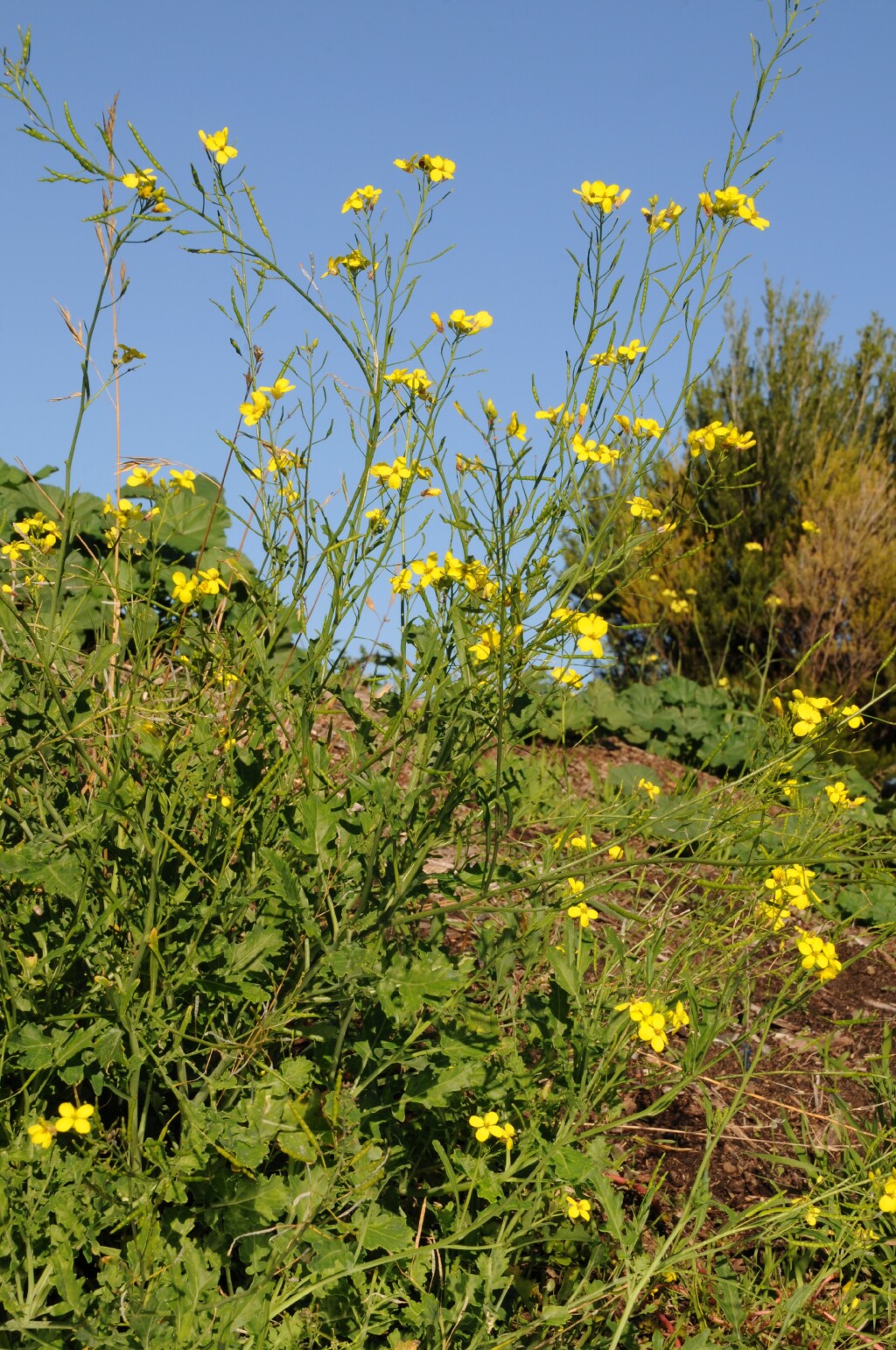 Brassica fruticulosa (hero image)