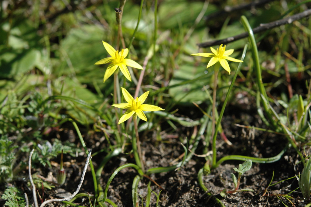 Pauridia glabella (hero image)