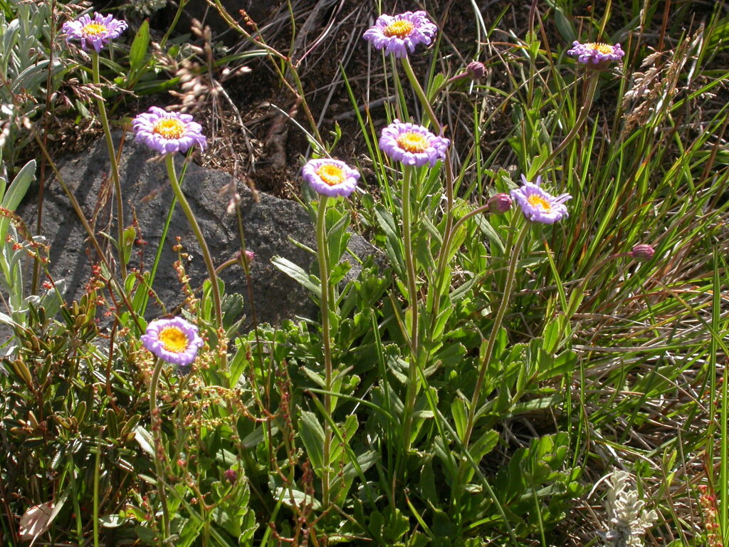 Brachyscome spathulata (hero image)