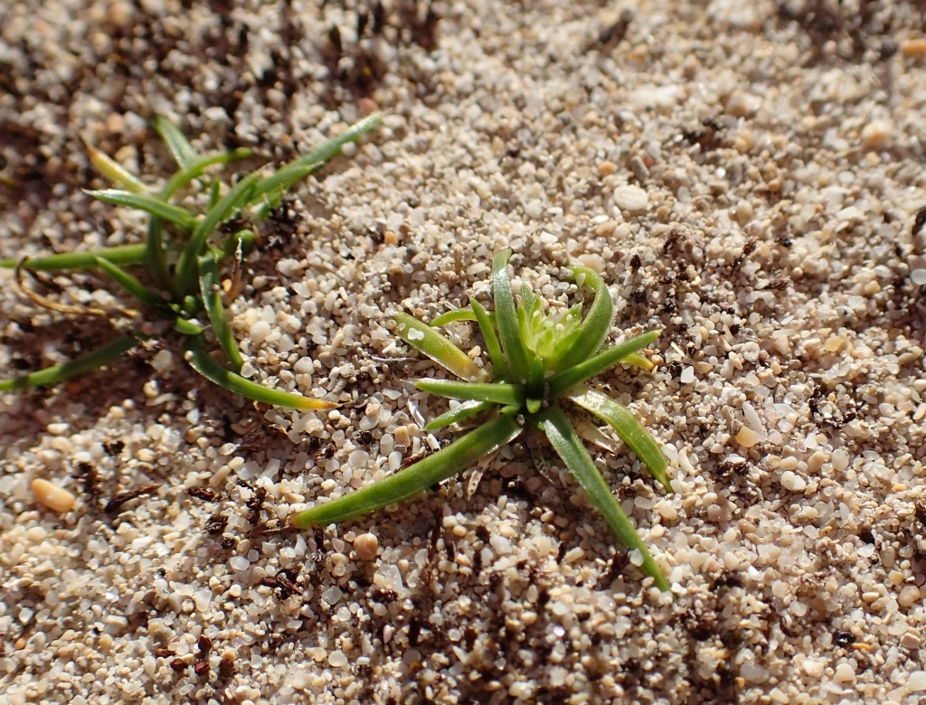 Colobanthus apetalus (hero image)