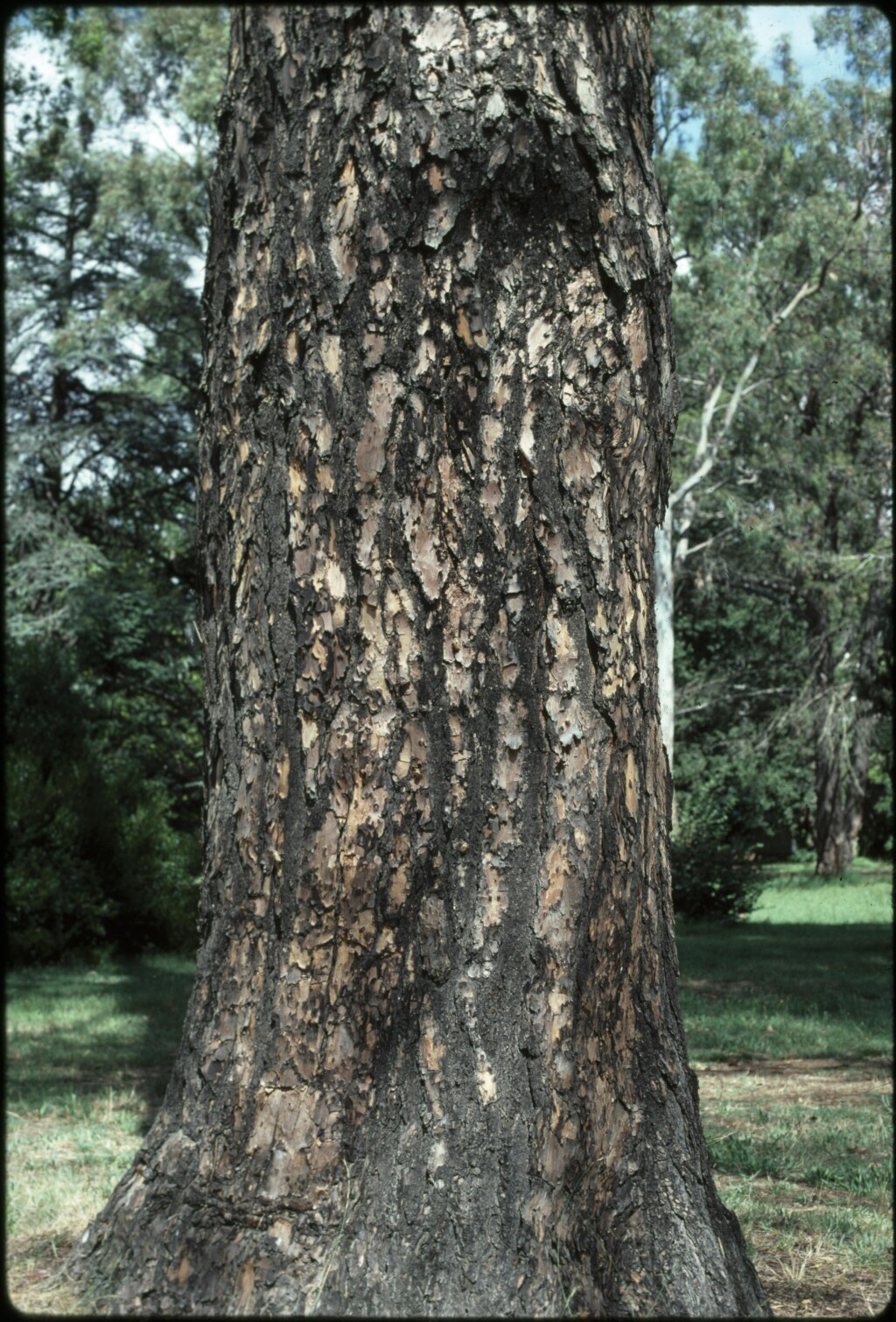 Pinus sabiniana (hero image)