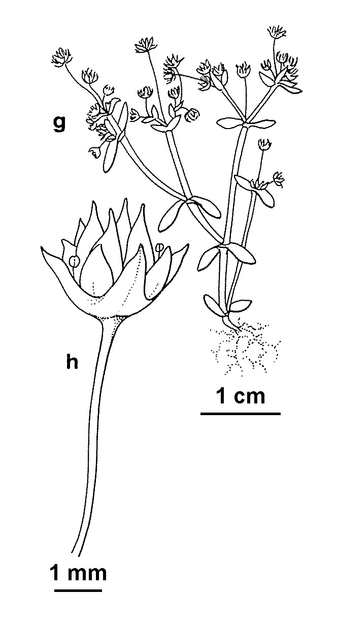 Crassula closiana (hero image)