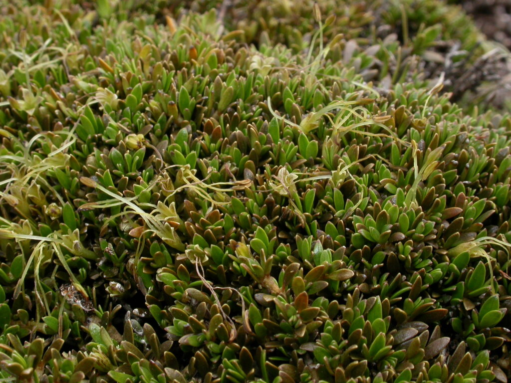 Coprosma perpusilla (hero image)