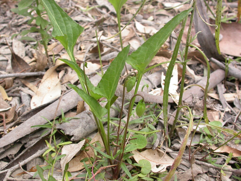 Viola betonicifolia subsp. novaguineensis (hero image)