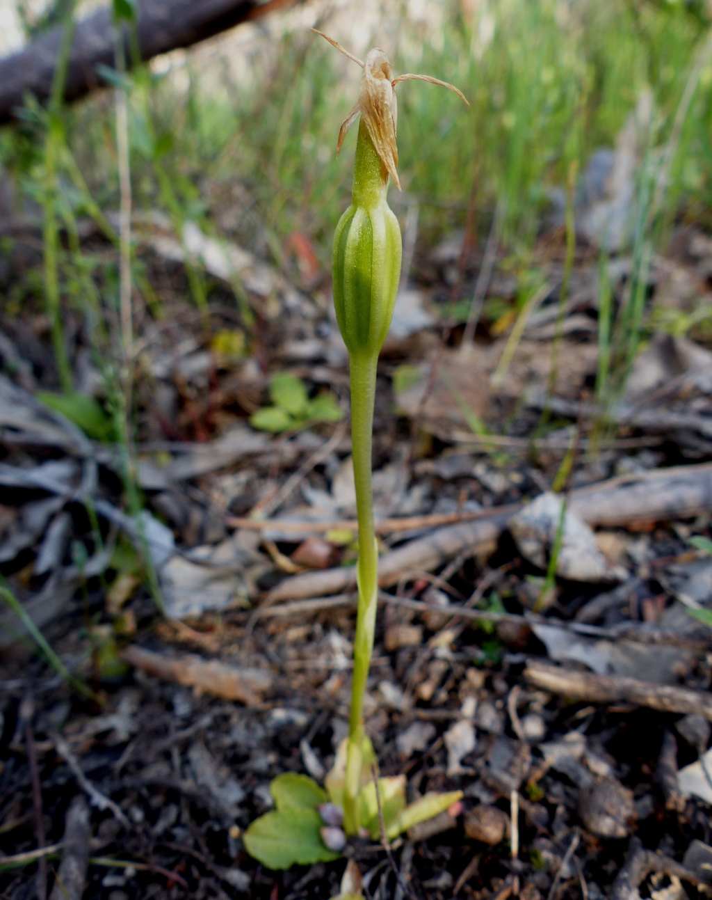 Pterostylis nutans (hero image)