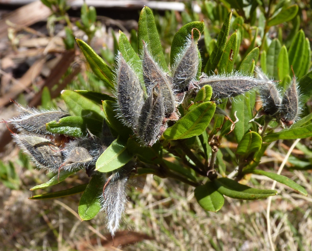 Podolobium alpestre (hero image)