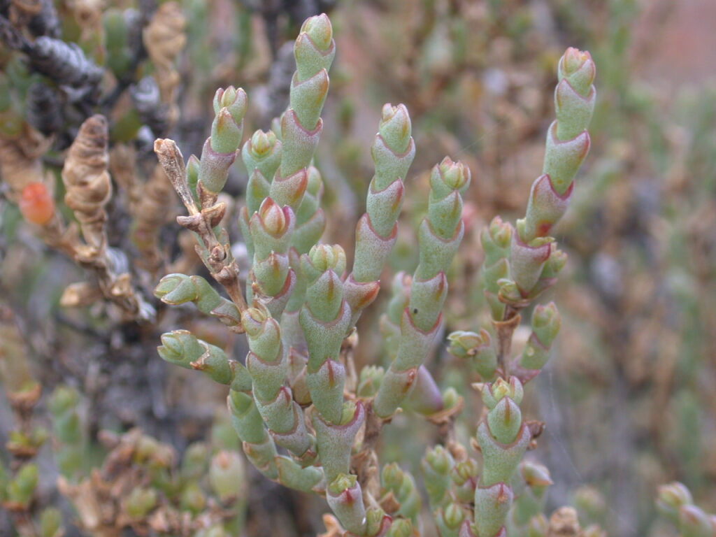 Tecticornia indica (hero image)