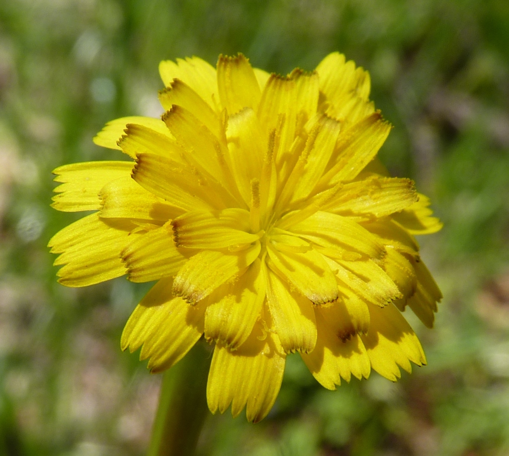 Picris barbarorum (hero image)