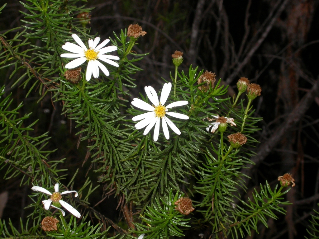 Olearia curticoma (hero image)