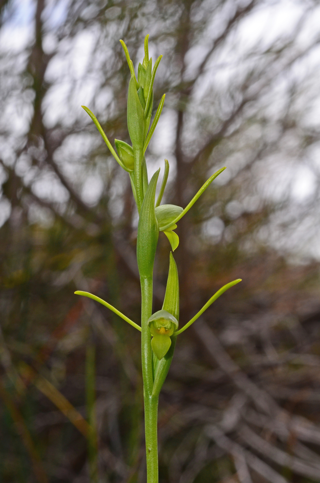 Orthoceras (hero image)