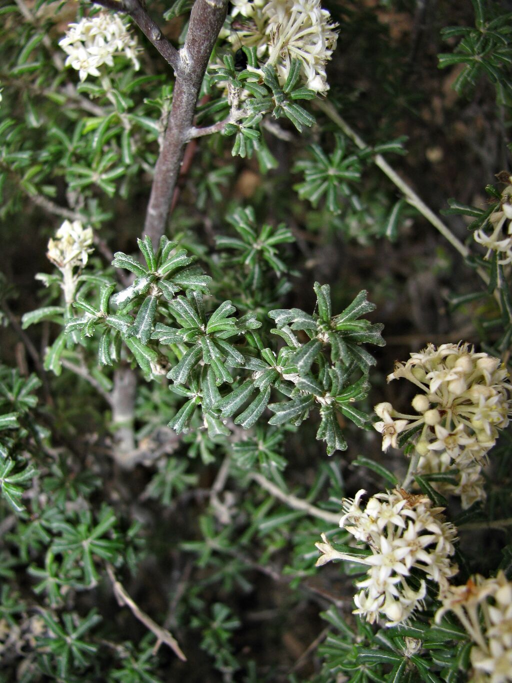 Pomaderris obcordata (hero image)