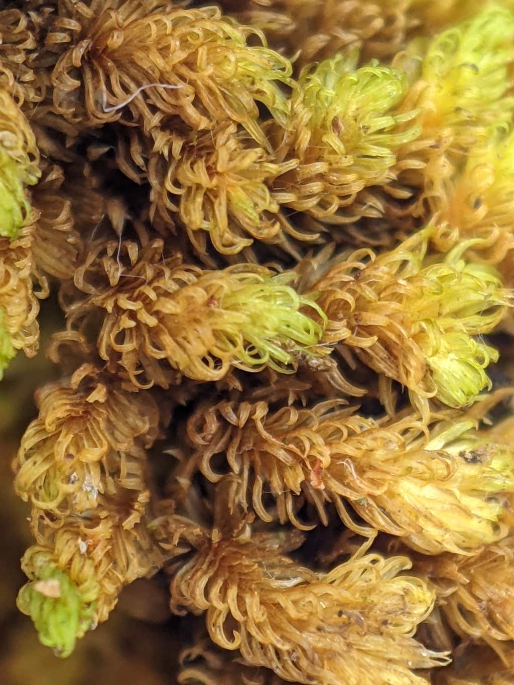 Macromitrium microstomum (hero image)