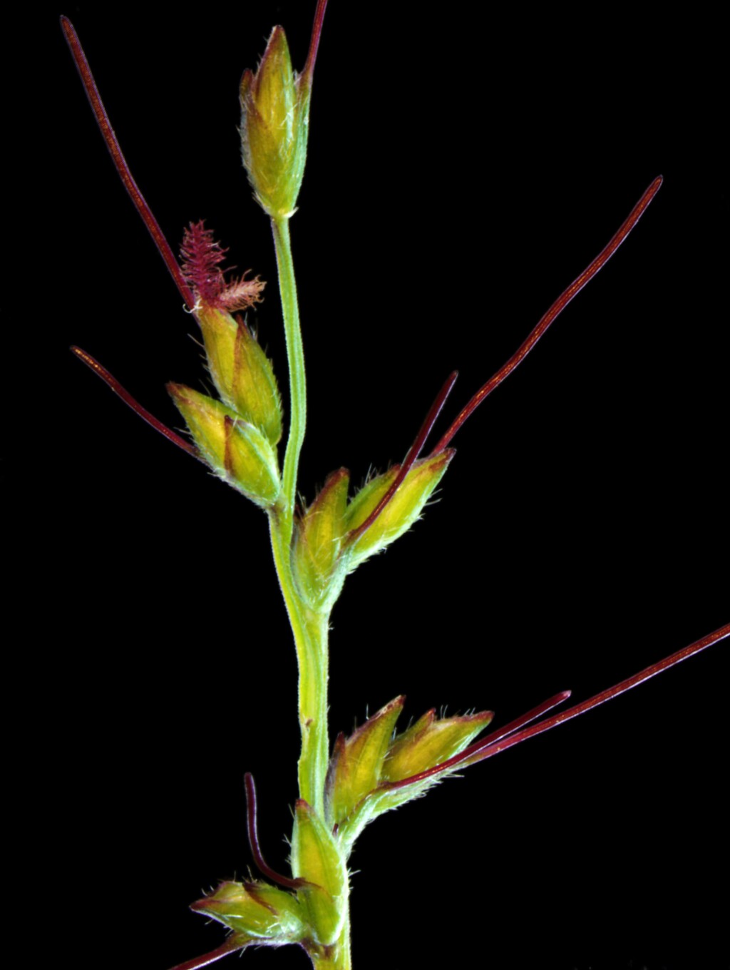 Oplismenus hirtellus (hero image)