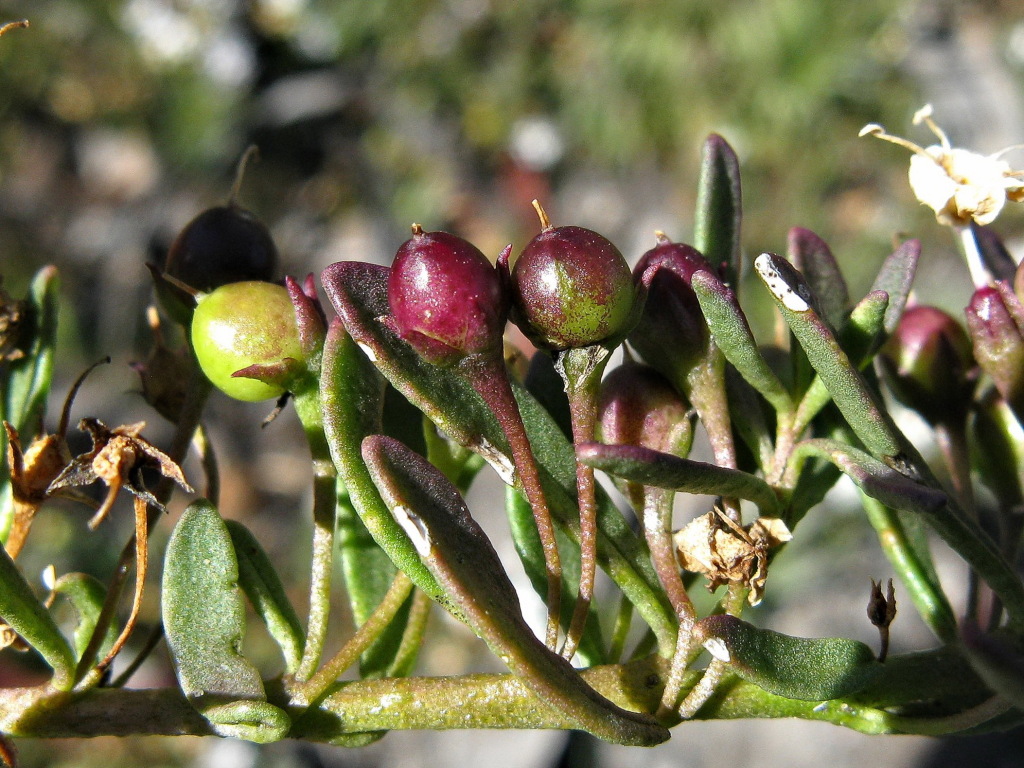 Myoporum parvifolium (hero image)