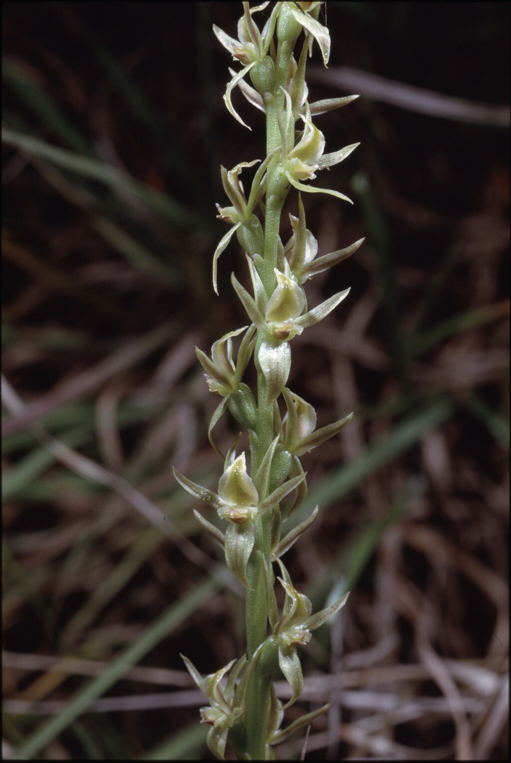 Prasophyllum correctum (hero image)